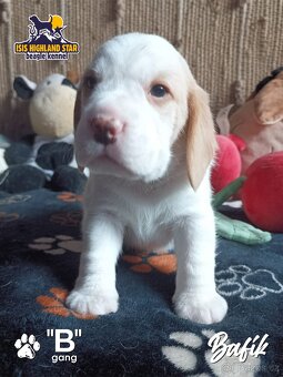 Beagle pejsek s PP - 9