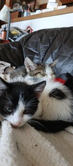 Daruji koťátka - 9