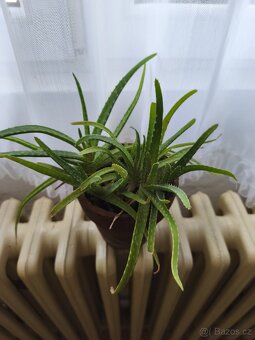 Pokojové rostliny + zdarma Aloe Vera - 9