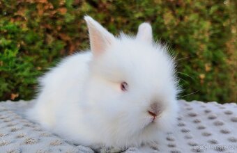 Zakrslý králík, králíček -(TEDDY)-HERBERT A HEIDY - 9