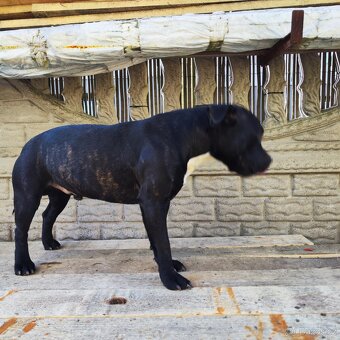 Stafordšírský bulteriér bullterrier modry psik - 9