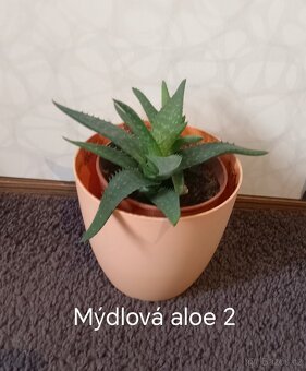 Tlustice a mýdlová aloe - 9