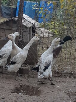Rodajlendky, Australky,Vlašky,Kropenky,Kruty, Indický běžec - 9