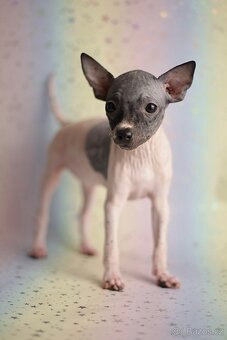 Americký bezsrstý teriér s PP FCI - 9