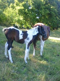 Prodám více koní - 9