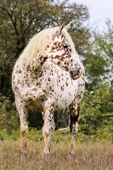 Appaloosa filly Arlina - 9