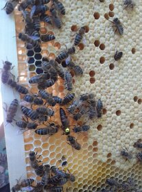 Vyzimované včelí oddělky - 9
