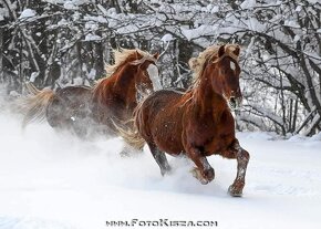 Připouštění Welsh cob - D - 9