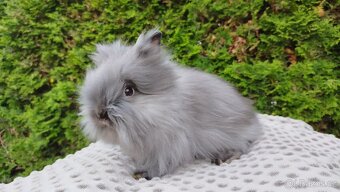 Zakrslý králík, králíček -(TEDDY)-OLIVIE - 9