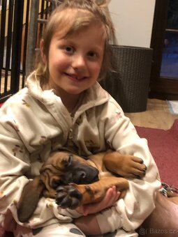 TOSA INU - štěňata s PP - 9