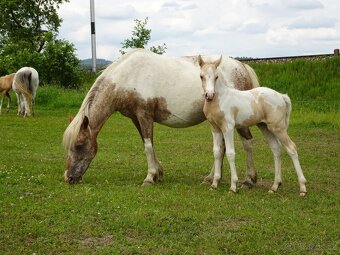 Prodám klisnu WPBr s PP, - 9
