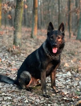 Německý ovčák - 9