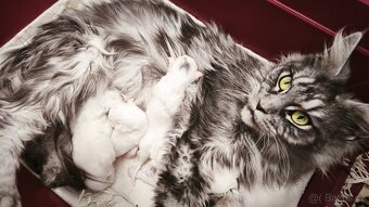 Maine coon kočičky kočky - úhrada aj na časti - 9