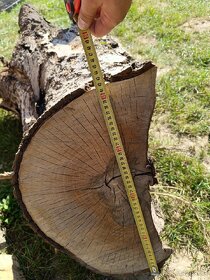 Prodám kmen čas kořene ořechů - 9