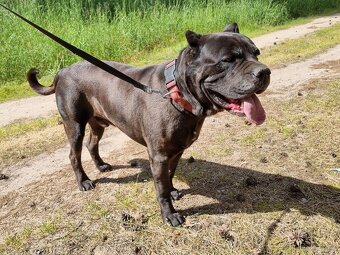BRODY K ADOPCI - cane corso, mazel, parťák, vhodný k dětem - 9