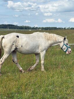 Hrebec appaloosa x CT - 9