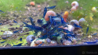 Aktuální nabídka akvarijních rybek,šneků,krevet - 9