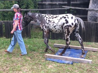 Appaloosa - klisna černý leopard - 9