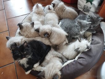 Kříženci ragdoll - 9