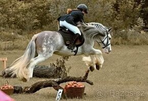 Drum horse hřebec, matka Shire horse, otec irský cob - 9