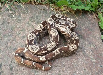 Boa imperator - Scoria Paradigm, IMG Arctic, IMG Paradigm - 9