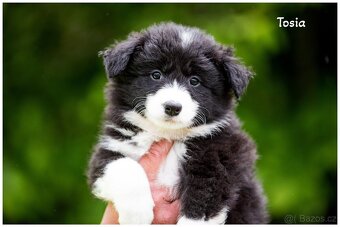 Border Collie, Border Kolia s PP FCI - 9