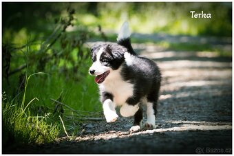 Border Collie, Border Kolia s PP FCI - 9