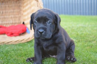 Labradorsky retriver s PP-šteňata - 9