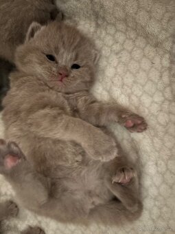 Britská koťátka - 9