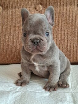 Francouzský buldoček - 9