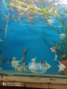 prodej novinek ze dvora - 9