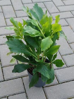 Čemeřice různé barvy a druhy - 9