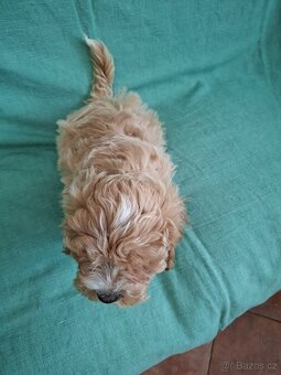 Maltipoo - 9
