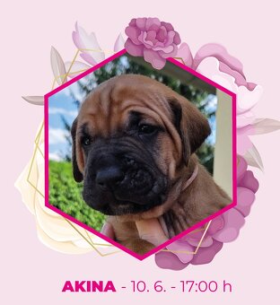 TOSA INU zlatá štěňátka s PP - 9
