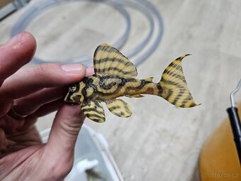 Pleco, Hypancistrus, Ancistrus long fin, sumce - 9