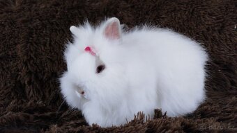 Zakrslý králík, králíček -(TEDDY)-HEIDY - 9