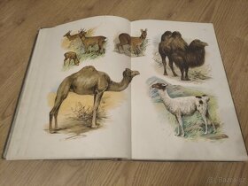 Kobrův Atlas živočišstva nakladatelství I.L.KOBER - 9