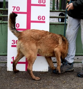 AMIGO K ADOPCI - 1 ROK, HRAVÝ, PŘÁTELSKÝ, VHODNÝ K DĚTEM - 9