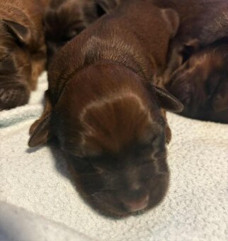 Briard plavý- štěňata - 9