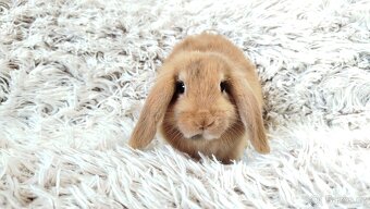 Zakrslý beránek, králíček, králík - JAYDEN - 9