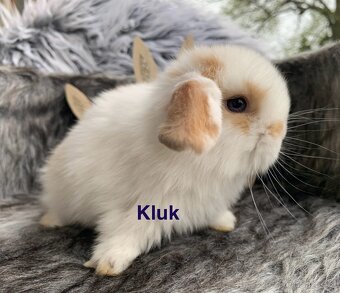❤️❤️Minilop Kralicek Beránek k rezervaci ⭐️⭐️ - 9