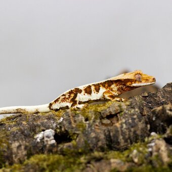 GeckoSVK - Pagekóny a krmivá - 9