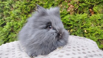 Zakrslý králík, králíček -(TEDDY)-OLAF,OLINA,OLIVER - 9