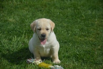 Labrador - 9
