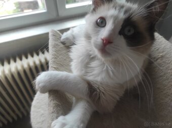Ragdoll kocourek bez PP - 9