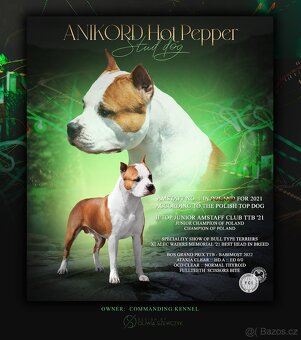 Americký stafordšírský teriér PP - 9