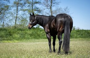 Připouštění QH hřebci 7panel N/N - 9