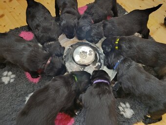 Flat coated retriever - 9