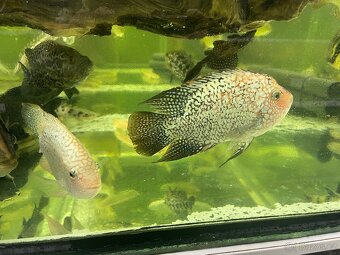 Prodam arowana , cichla , pirana….. - 9