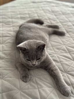 Britská modrá krátkosrstá kočka s PP - 9